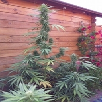 Missile 33 SuperAuto By Stitch (Flash Auto Seeds) Cannabis Seeds