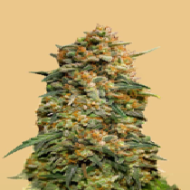 Original Auto Northern Lights (Fast Buds Seeds) Cannabis Seeds