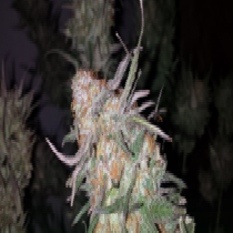 Hurkle (TGA Subcool Seeds) Cannabis Seeds