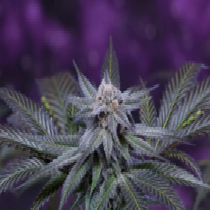Killer Grape (TGA Subcool Seeds) Cannabis Seeds