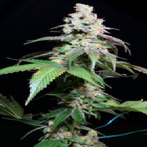 Grape Inferno (TGA Subcool Seeds) Cannabis Seeds