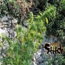 Muay Thai SuperAuto (Flash Auto Seeds) Cannabis Seeds