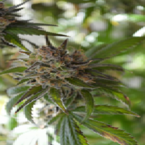 Space Candy (TGA Subcool Seeds) Cannabis Seeds