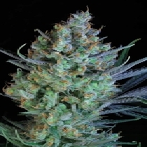 Jacked Up (TGA Subcool Seeds) Cannabis Seeds