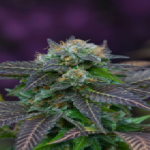 Alchemy (TGA Subcool Seeds) Cannabis Seeds