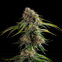 Deadlights (TGA Subcool Seeds) Cannabis Seeds