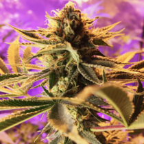 Cherry Cordial (TGA Subcool Seeds) Cannabis Seeds