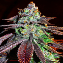 9LB Hammer (Jinxproof Genetics Seeds) Cannabis Seeds