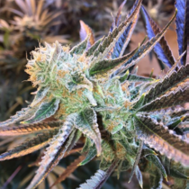 Mothertongue (Jinxproof Genetics Seeds) Cannabis Seeds