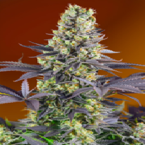 Sweet Zensation aka Zkittlez (Sweet Seeds) Cannabis Seeds