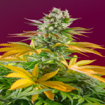 Gorilla Girl F1 Fast V (Sweet Seeds) Cannabis Seeds