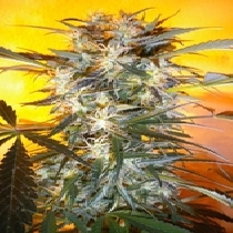 Nirvana Sky SuperAuto (Flash Auto Seeds) Cannabis Seeds