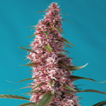 Red Pure Auto CBD (Sweet Seeds) Cannabis Seeds