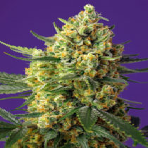 Crystal Candy XL Auto (Sweet Seeds) Cannabis Seeds