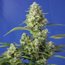 Gorilla Girl XL Auto (Sweet Seeds) Cannabis Seeds