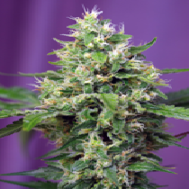 Sweet Amnesia Haze XL Auto (Sweet Seeds) Cannabis Seeds