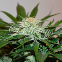 Descojack (Delicious Seeds) Cannabis Seeds