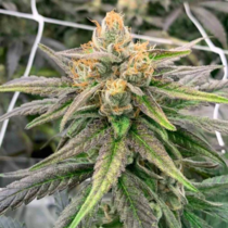 Somali Ghost Train (Rare Dankness Seeds) Cannabis Seeds