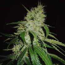 Gelonade Feminised (Taste-budz Seeds) Cannabis Seeds