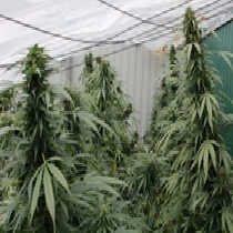 Number One SuperAuto (Flash Auto Seeds) Cannabis Seeds