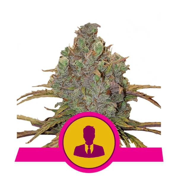 El Patron (Royal Queen Seeds) Cannabis Seeds