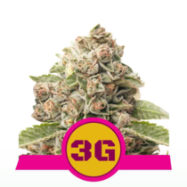Triple G (Royal Queen Seeds) Cannabis Seeds