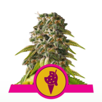 Cookies Gelato (Royal Queen Seeds) Cannabis Seeds