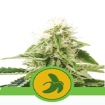 Fat Banana Auto (Royal Queen Seeds) Cannabis Seeds