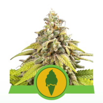 Green Gelato Automatic (Royal Queen Seeds) Cannabis Seeds