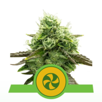 Sweet ZZ Auto (Royal Queen Seeds) Cannabis Seeds