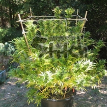 Octopussy SuperAuto By Stitch (Flash Auto Seeds) Cannabis Seeds