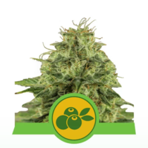 Haze Berry Auto (Royal Queen Seeds) Cannabis Seeds