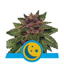 Purplematic CBD (Royal Queen Seeds) Cannabis Seeds