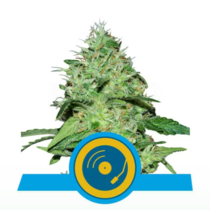 Joanne's CBD (Royal Queen Seeds) Cannabis Seeds