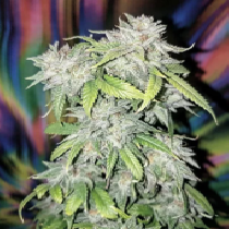 Skush (Top Shelf Elite Seeds) Cannabis Seeds