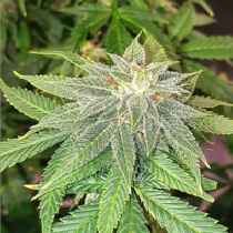 Moon Fruit (Top Shelf Elite Seeds) Cannabis Seeds