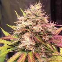 Auto Skush (Top Shelf Elite Seeds) Cannabis Seeds