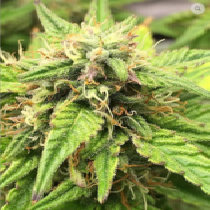 Auto Moon Fruit (Top Shelf Elite Seeds) Cannabis Seeds