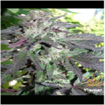 Cherry Pie (Flavour Chasers Seeds) Cannabis Seeds