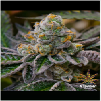 Cookie Dough (Flavour Chasers Seeds) Cannabis Seeds