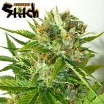 Onyx Auto (Flash Auto Seeds) Cannabis Seeds