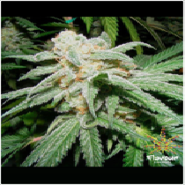 Grapefruit Tangie (Flavour Chasers Seeds) Cannabis Seeds