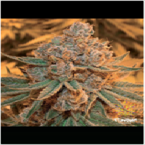 Maple Syrup (Flavour Chasers Seeds) Cannabis Seeds