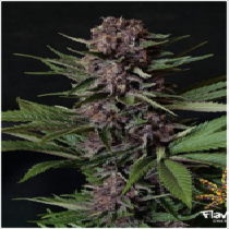 Purple Mazel Tov (Flavour Chasers Seeds) Cannabis Seeds
