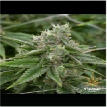 Stardawg (Flavour Chasers Seeds) Cannabis Seeds