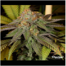 Bruce Banner (Flavour Chasers Seeds) Cannabis Seeds
