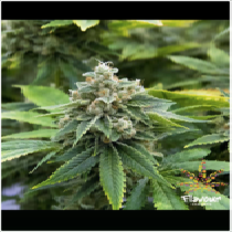 Guava (Flavour Chasers Seeds) Cannabis Seeds