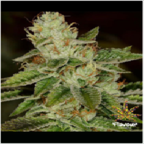 WIFI (Flavour Chasers Seeds) Cannabis Seeds