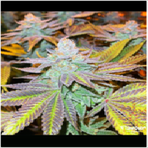 Zkittlez Glue (Flavour Chasers Seeds) Cannabis Seeds