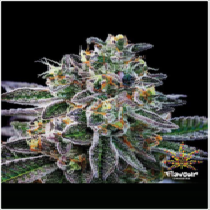 Gelato 33 (Flavour Chasers Seeds) Cannabis Seeds